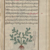 Plant that looks like Acacia, labeled îffûfihstûn [n.p.]