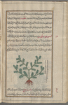 Plant that looks like Acacia, labeled îffûfihstûn [n.p.]