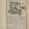 Castor-oil Plant (Ricinus communis), kharwa' [!]