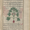 Black Hellebore (Helleborus niger), kharbaq aswad