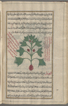 Black Hellebore (Helleborus niger), kharbaq aswad