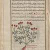 Sesamoides (the Small) (Reseda sesamoides or Sesamoides pygmaea), saysâmuwâyidahs al-saghîr [!]