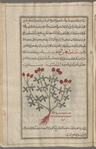 Sesamoides (the Small) (Reseda sesamoides or Sesamoides pygmaea), saysâmuwâyidahs al-saghîr [!]