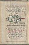 Large Mediterranean spurge (Euphorbia characias), al-yattû' al-dhakar ("the male")