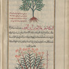 Broad-leaved Myrtle Spurge (Euphorbia myrsinites), al-yattû' al-unthâ ("the female") [top]; Cypress Spurge (Euphorbia cyparissias [Penzig], al-yattû' al-bahrî "the marine" [bottom]