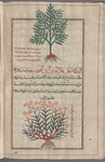 Broad-leaved Myrtle Spurge (Euphorbia myrsinites), al-yattû' al-unthâ ("the female") [top]; Cypress Spurge (Euphorbia cyparissias [Penzig], al-yattû' al-bahrî "the marine" [bottom]