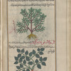 Great Tree Spurge (Euphorbia dendroides), al-yattû', called "arboreal," shajarî [top]; Broad-leaved Spurge (Euphorbia platyphyllos), al-yattû', called "broad-leaved," 'arîd al-waraw [bottom]