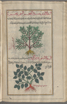 Great Tree Spurge (Euphorbia dendroides), al-yattû', called "arboreal," shajarî [top]; Broad-leaved Spurge (Euphorbia platyphyllos), al-yattû', called "broad-leaved," 'arîd al-waraw [bottom]