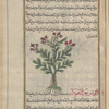 Quacksalver's Spurge (Euphorbia pityousa), qîtuwâwasâ [!]
