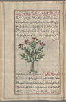 Quacksalver's Spurge (Euphorbia pityousa), qîtuwâwasâ [!]