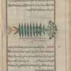 Caper Spurge (Euphorbia lathyris), lâthûrîs [n.p.]