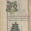 Evening primorose (Oenothera biennis), ûnaghrâ [n.p.] [top]; Melancholy Thistle (Cirsium heterophyllum), qrîssiyyûn [bottom]