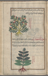 Evening primorose (Oenothera biennis), ûnaghrâ [n.p.] [top]; Melancholy Thistle (Cirsium heterophyllum), qrîssiyyûn [bottom]
