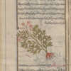 Hemlock (Conium maculatum), fûthiyyûn [!]
