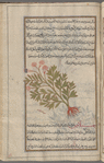 Hemlock (Conium maculatum), fûthiyyûn [!]