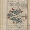 Oleander (Nerium oleander), nîdiyûn [!n.p.], i.e., al-diflâ