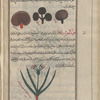 Mushrooms (Fungi sp.), qutr [!]. The  Persian futr refers only to deadly mushrooms, though benign ones are also discussed here. Three shown together [top]; Autumn crocus, Meadow Saffron (Colchicum autumnale), quwâkîqûn [!n.p.] [bottom]