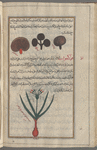 Mushrooms (Fungi sp.), qutr [!]. The  Persian futr refers only to deadly mushrooms, though benign ones are also discussed here. Three shown together [top]; Autumn crocus, Meadow Saffron (Colchicum autumnale), quwâkîqûn [!n.p.] [bottom]