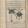 Hermes's finger (Colchicum luteum), hiqîmihrûn [!] [left]; Unknown rooted plant, labeled another verified variety of ephemeron [right]