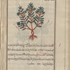Erect Pellitory of the Wall (Parietaria sp.), haliksînî [!]