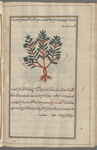 Erect Pellitory of the Wall (Parietaria sp.), haliksînî [!]