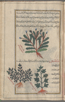 Groundsel (Senecio vulgaris) irîjihrûn [top]; Small Medow-rue (Thalis=ctrum minus), thâliyântrûn [!n.p.]. Two varieties are shown [bottom]