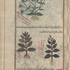 Unknown plant (an umbellifer, serves to illustrate strâtiyûtâ al-mu'allim [top]; [Eight illustrations of six] varieties of Mullein (Verbascum sp.), flûmûs [n.p.] (Gr: phlomos), i.e., bûdîn [bottom right and bottom left]