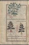 Unknown plant (an umbellifer, serves to illustrate strâtiyûtâ al-mu'allim [top]; [Eight illustrations of six] varieties of Mullein (Verbascum sp.), flûmûs [n.p.] (Gr: phlomos), i.e., bûdîn [bottom right and bottom left]