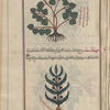 Burdock (Arctium sp.), arqtiyûn [n.p.] (Gr: arkeion), also called arqatûrûna [!]. Illustration questionable [top]; Colfsfoot (Tussilago farfara), fihtâsîtîs [n.p.]. Illustartion questionable [bottom]