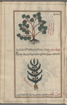 Burdock (Arctium sp.), arqtiyûn [n.p.] (Gr: arkeion), also called arqatûrûna [!]. Illustration questionable [top]; Colfsfoot (Tussilago farfara), fihtâsîtîs [n.p.]. Illustartion questionable [bottom]