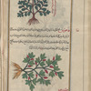 Rupture Wort (Herniaria glabra), afîqâqatîs [! N.p.]. Illustration questionable [top]; Fumitory  (Fumaria parvifolia), fâfiyyûs [! n.p.] (Gr: kapnos), i.e., al-kammûnah [bottom]