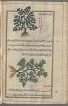 Rupture Wort (Herniaria glabra), afîqâqatîs [! N.p.]. Illustration questionable [top]; Fumitory  (Fumaria parvifolia), fâfiyyûs [! n.p.] (Gr: kapnos), i.e., al-kammûnah [bottom]