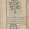 Strawberry Clover (Trifolium fragiferum), al-trawfal, i.e., al-handaqûqâ [top]; Fenugreek (Trigonella foenum-graecum), lûtûs barrî [bottom]