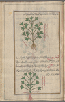 Strawberry Clover (Trifolium fragiferum), al-trawfal, i.e., al-handaqûqâ [top]; Fenugreek (Trigonella foenum-graecum), lûtûs barrî [bottom]