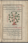 Tree Medick (Medicago arborea), qûtîssûs [n.p.]