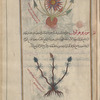 Egyptian Waterlily (Nymphaea lotus, Nymphaea caerulea), lûtûs misrî (Gr: lotos aiguptios), i.e., al-nîlûfar [top]; Yarrow (Achillea millefolium), mûriyûfullûn [n.p.] (Gr: muriophullon), i.e., 'azîm al-waraq [!] [bottom]