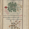 Garden Myrrh (Myrrhis odorata), mûrîs [n.p.] (Gr: murris), also called al-marâr. Not murrh at all, which is a gum from species of Commiphora [top]; Gold of Pleasure (Camelina sativa), muwâghrûn [bottom]