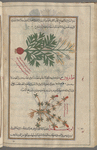 Garden Myrrh (Myrrhis odorata), mûrîs [n.p.] (Gr: murris), also called al-marâr. Not murrh at all, which is a gum from species of Commiphora [top]; Gold of Pleasure (Camelina sativa), muwâghrûn [bottom]
