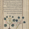 Great Leopard's Bane (Doronicum pardalianches), âqûnîtûna [!n.p.] [...] Two varieties are shown