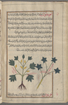 Great Leopard's Bane (Doronicum pardalianches), âqûnîtûna [!n.p.] [...] Two varieties are shown