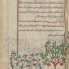 Ironwort (Sideritis species), saydîrîtîs [!]. Two varieties are shown