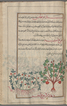 Ironwort (Sideritis species), saydîrîtîs [!]. Two varieties are shown