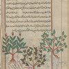 Ironwort; Figwort, Hasty Roger (Scrophularia lucida), labeled as varieties of saydîrîtîs [right and middle]; Not Ironwort; possibly Yarrow (Achillea sp.) as shown on f. 187v left [left]