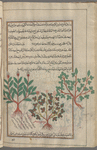 Ironwort; Figwort, Hasty Roger (Scrophularia lucida), labeled as varieties of saydîrîtîs [right and middle]; Not Ironwort; possibly Yarrow (Achillea sp.) as shown on f. 187v left [left]
