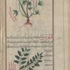 Labeled another variety of 'awsaj [top]; Field Bindweed (Convolvulus arvensis), bâtûs... Labeled bâtûs, but with ivylike leaves [bottom]