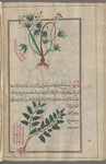 Labeled another variety of 'awsaj [top]; Field Bindweed (Convolvulus arvensis), bâtûs... Labeled bâtûs, but with ivylike leaves [bottom]