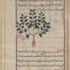 Bindweed (Convolvulus arvensis), alksînî
