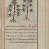 Hemp Agrimony (Eupatorium cannabinum), serves to illustrate allâtînî. Two varieties are shown