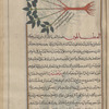 Unknown plant, serves to illustrate fâtûriyyûs [!n.p.]