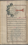 Unknown plant, serves to illustrate fâtûriyyûs [!n.p.]